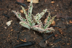 Euphorbia fusiformis